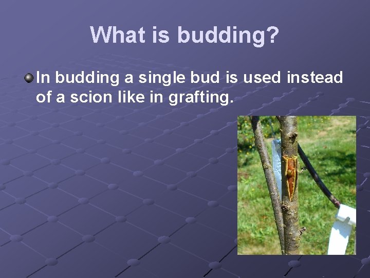 What is budding? In budding a single bud is used instead of a scion