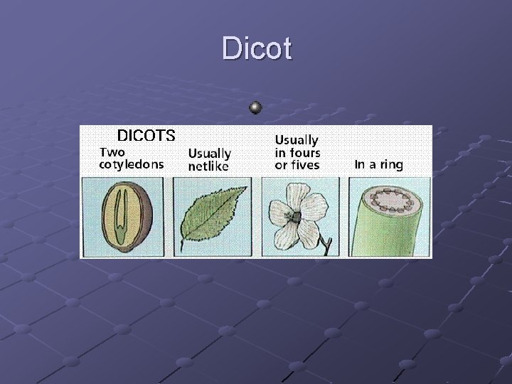 Dicot 