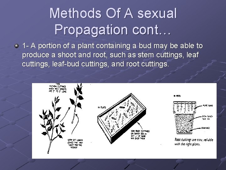 Methods Of A sexual Propagation cont… 1 - A portion of a plant containing