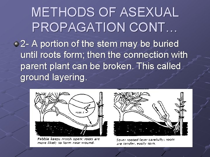 METHODS OF ASEXUAL PROPAGATION CONT… 2 - A portion of the stem may be