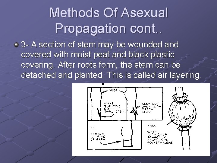 Methods Of Asexual Propagation cont. . 3 - A section of stem may be