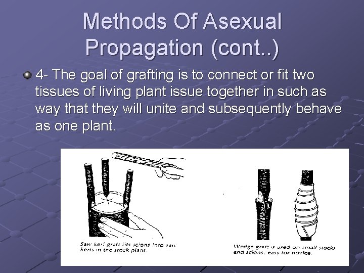 Methods Of Asexual Propagation (cont. . ) 4 - The goal of grafting is