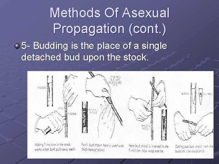 Methods Of Asexual Propagation (cont. ) 5 - Budding is the place of a