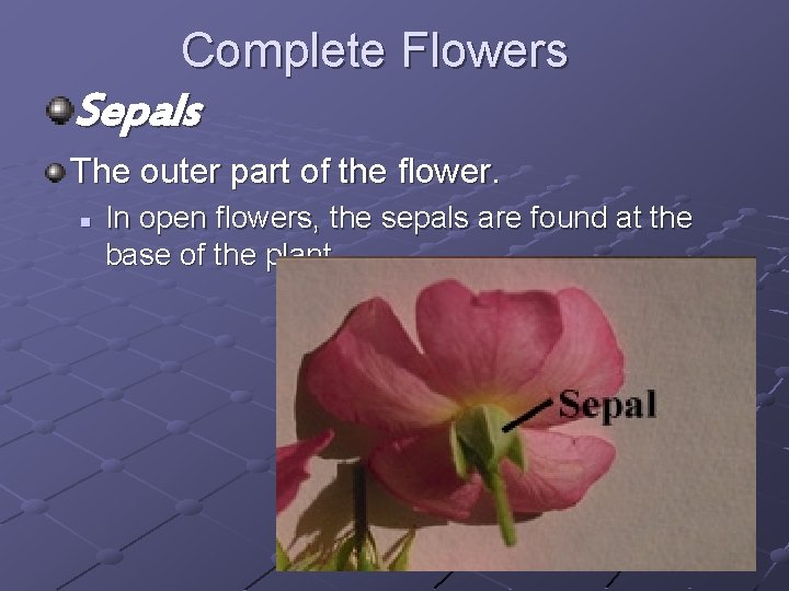 Complete Flowers Sepals The outer part of the flower. n In open flowers, the