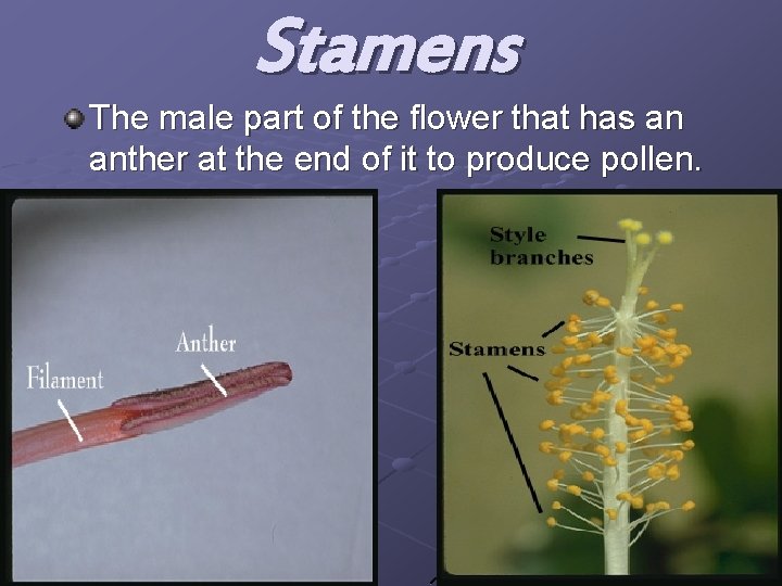 Stamens The male part of the flower that has an anther at the end