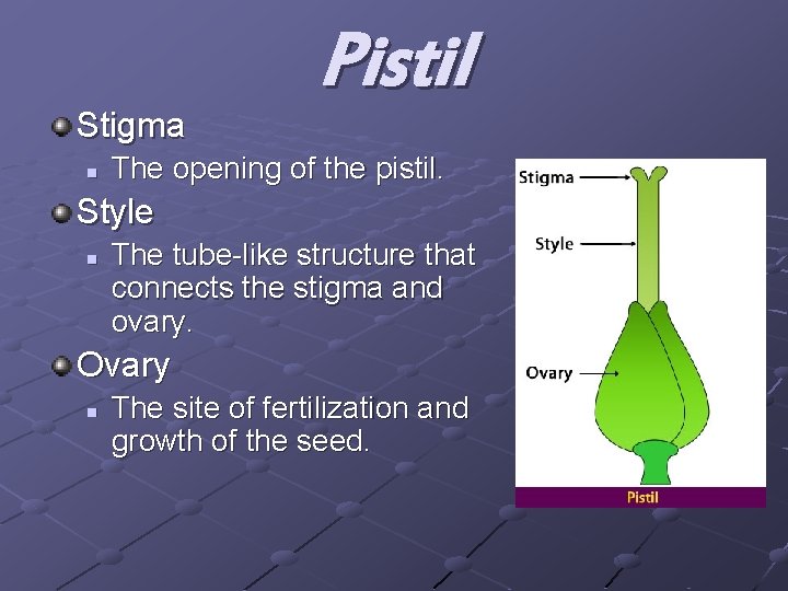 Stigma n Pistil The opening of the pistil. Style n The tube-like structure that