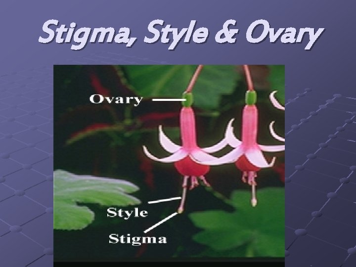 Stigma, Style & Ovary 