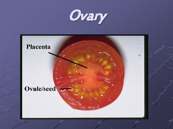 Ovary 