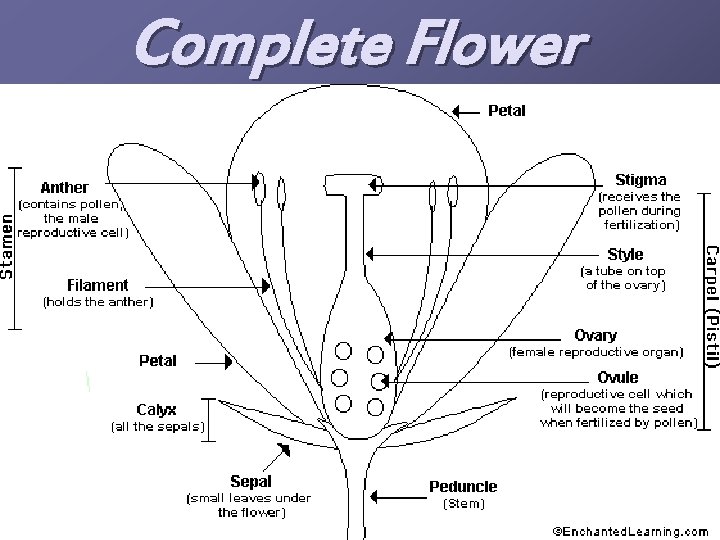 Complete Flower 