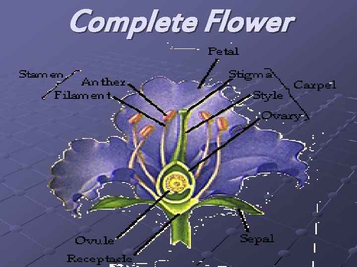Complete Flower 