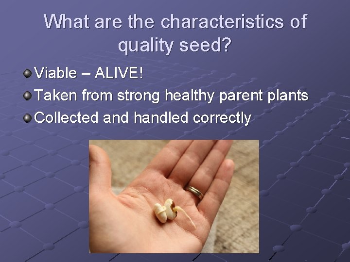 What are the characteristics of quality seed? Viable – ALIVE! Taken from strong healthy