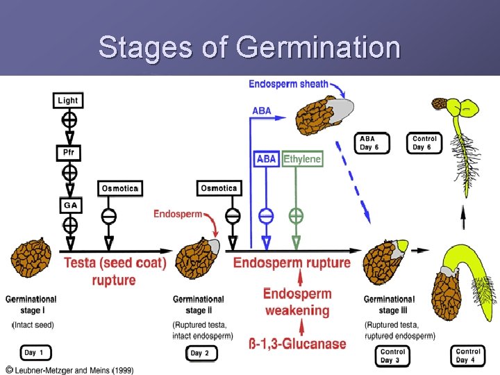 Stages of Germination 