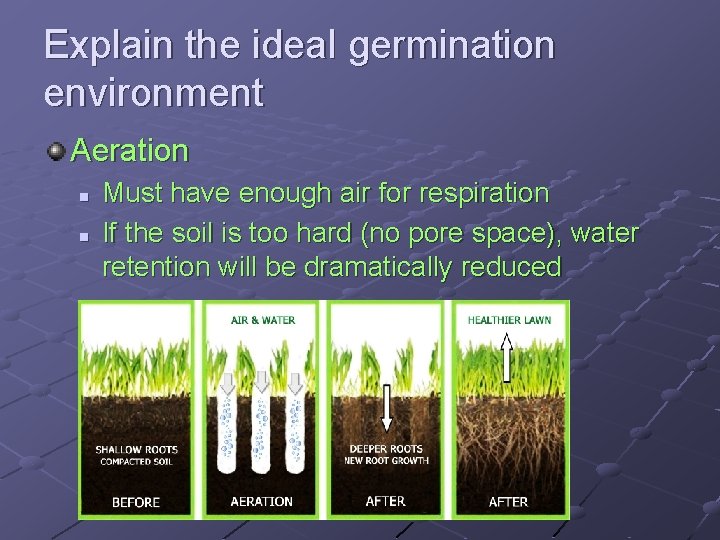 Explain the ideal germination environment Aeration n n Must have enough air for respiration