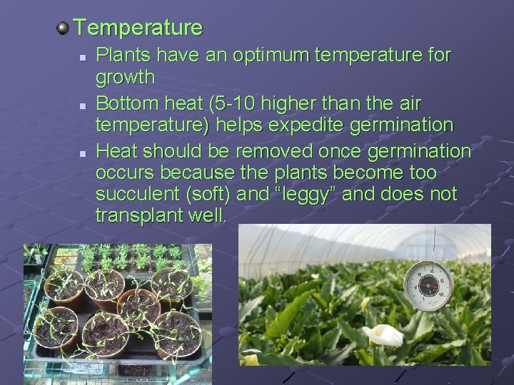 Temperature n n n Plants have an optimum temperature for growth Bottom heat (5