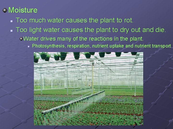 Moisture n n Too much water causes the plant to rot. Too light water