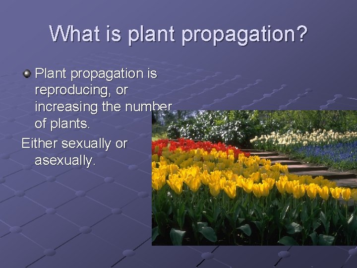 What is plant propagation? Plant propagation is reproducing, or increasing the number of plants.