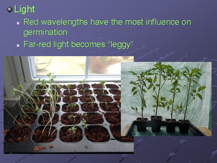 Light n n Red wavelengths have the most influence on germination Far-red light becomes