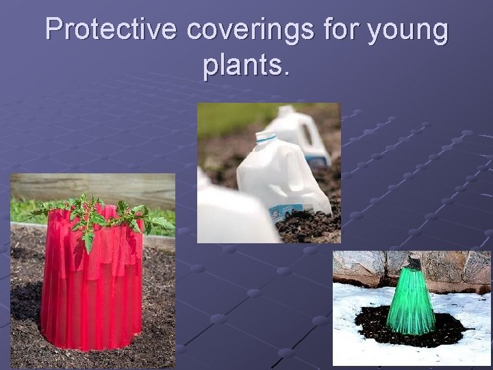 Protective coverings for young plants. 