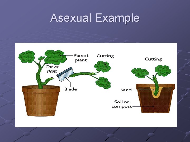 Asexual Example 