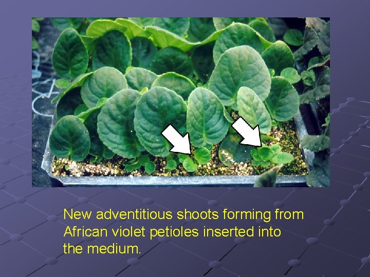 New adventitious shoots forming from African violet petioles inserted into the medium. 