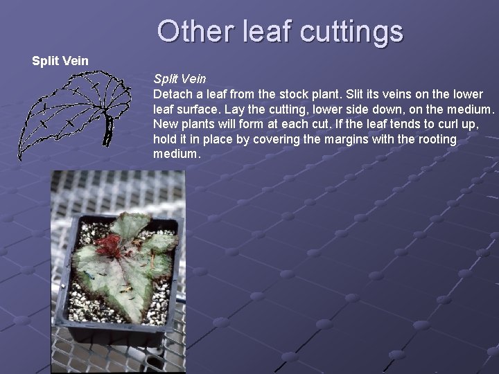 Other leaf cuttings Split Vein Split Vein Detach a leaf from the stock plant.