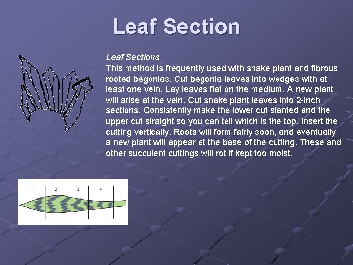 Leaf Section Leaf Sections This method is frequently used with snake plant and fibrous