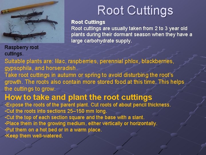 Root Cuttings Root cuttings are usually taken from 2 to 3 year old plants