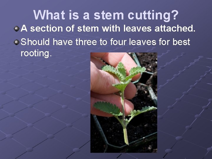 What is a stem cutting? A section of stem with leaves attached. Should have