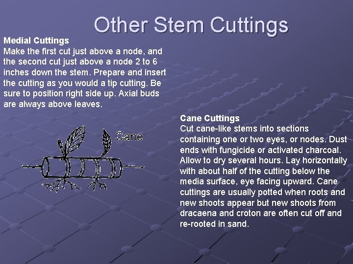 Other Stem Cuttings Medial Cuttings Make the first cut just above a node, and