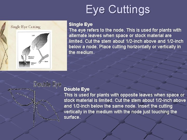 Eye Cuttings Single Eye The eye refers to the node. This is used for