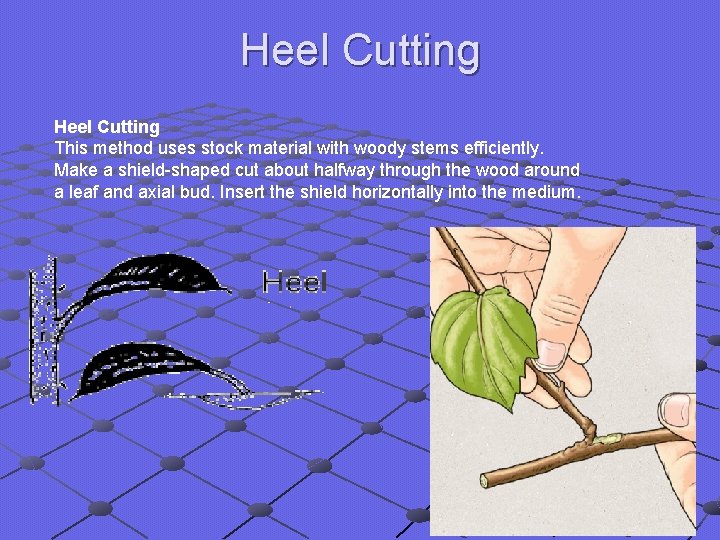 Heel Cutting Heel Cutting This method uses stock material with woody stems efficiently. Make