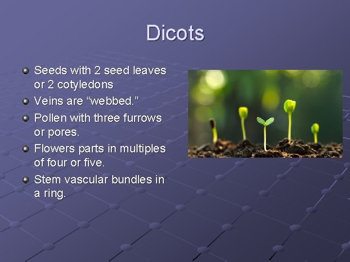 Dicots Seeds with 2 seed leaves or 2 cotyledons Veins are “webbed. ” Pollen