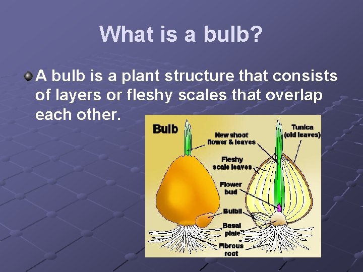 What is a bulb? A bulb is a plant structure that consists of layers