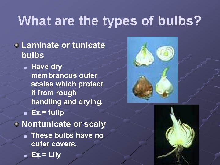 What are the types of bulbs? Laminate or tunicate bulbs n n Have dry