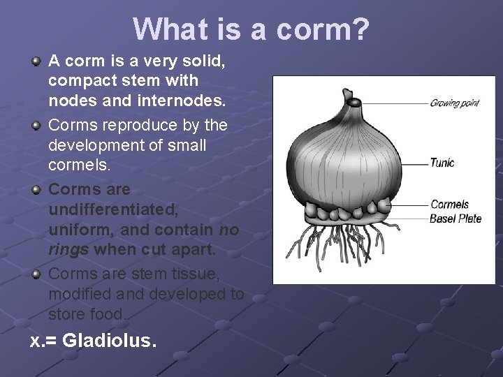 What is a corm? A corm is a very solid, compact stem with nodes