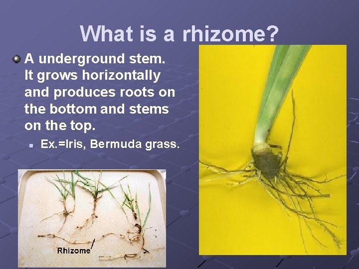 What is a rhizome? A underground stem. It grows horizontally and produces roots on