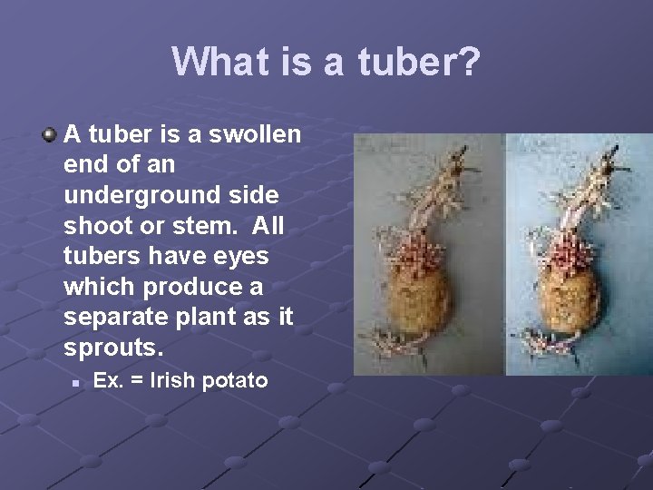 What is a tuber? A tuber is a swollen end of an underground side