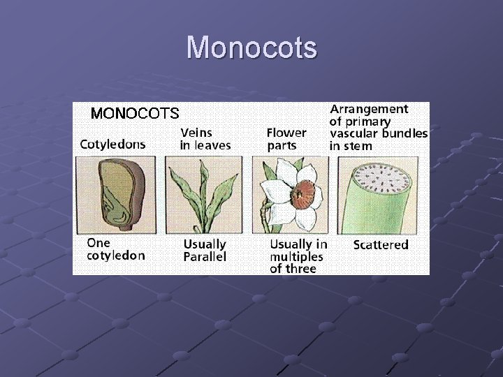 Monocots 