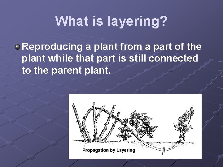 What is layering? Reproducing a plant from a part of the plant while that