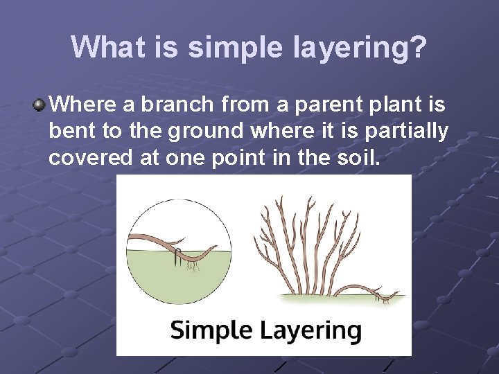 What is simple layering? Where a branch from a parent plant is bent to