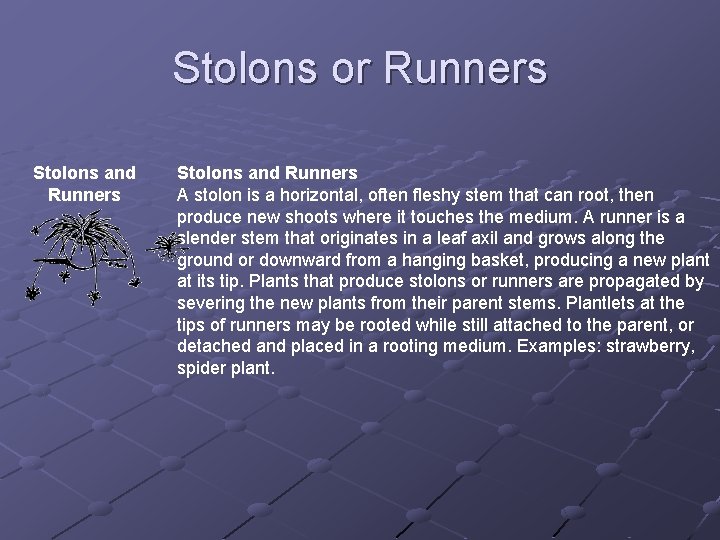 Stolons or Runners Stolons and Runners A stolon is a horizontal, often fleshy stem