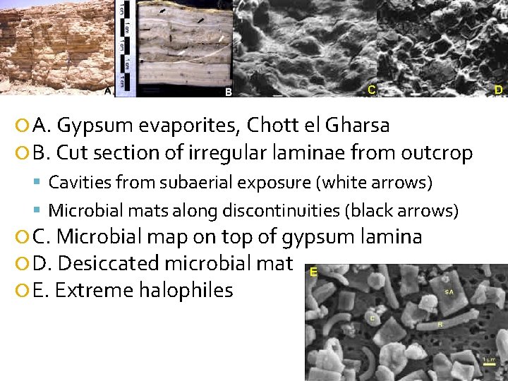 C A. Gypsum evaporites, Chott el Gharsa B. Cut section of irregular laminae from