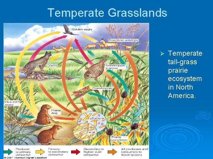Temperate Grasslands Ø Temperate tall-grass prairie ecosystem in North America. 