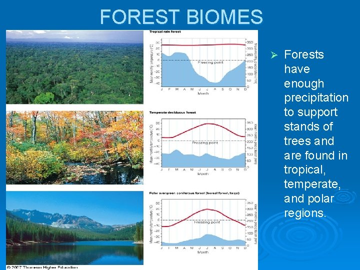 FOREST BIOMES Ø Forests have enough precipitation to support stands of trees and are