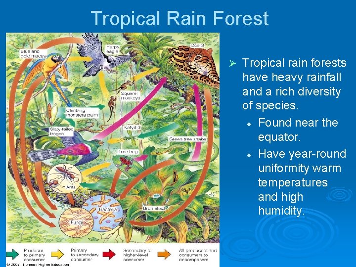 Tropical Rain Forest Ø Tropical rain forests have heavy rainfall and a rich diversity