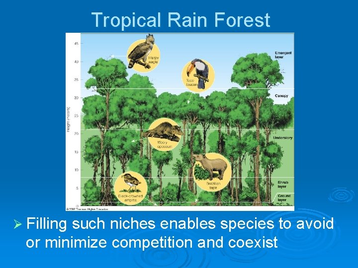 Tropical Rain Forest Ø Filling such niches enables species to avoid or minimize competition