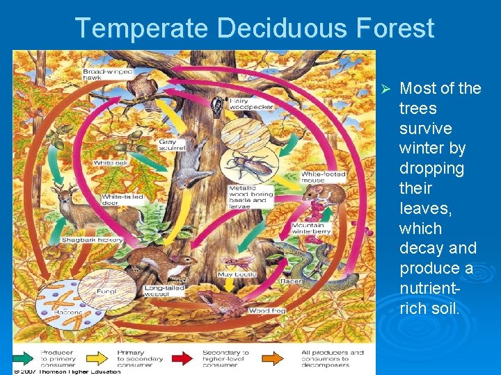Temperate Deciduous Forest Ø Most of the trees survive winter by dropping their leaves,