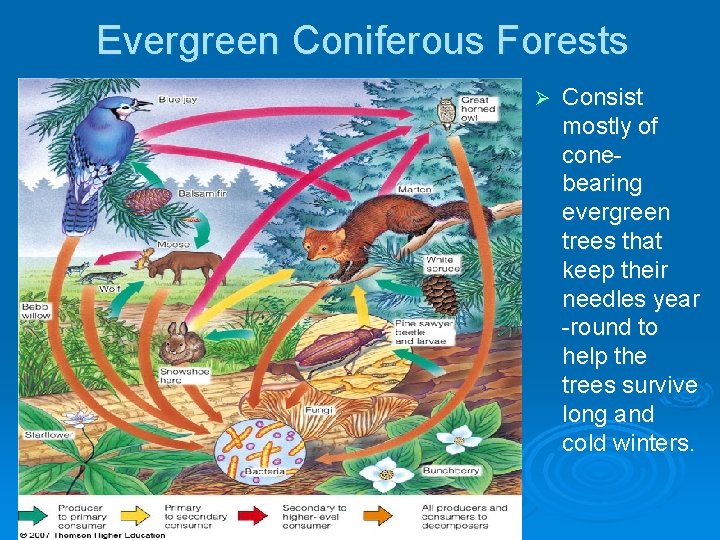 Evergreen Coniferous Forests Ø Consist mostly of conebearing evergreen trees that keep their needles