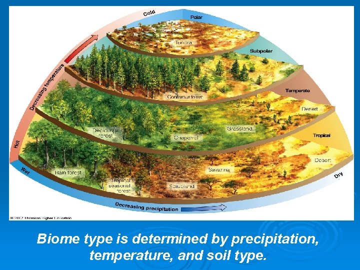 Biome type is determined by precipitation, temperature, and soil type. 