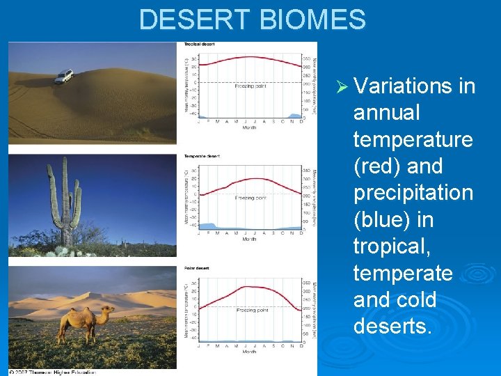 DESERT BIOMES Ø Variations in annual temperature (red) and precipitation (blue) in tropical, temperate
